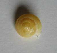 Helicina lundi , (Beck&Pfeiffer, 1858) 